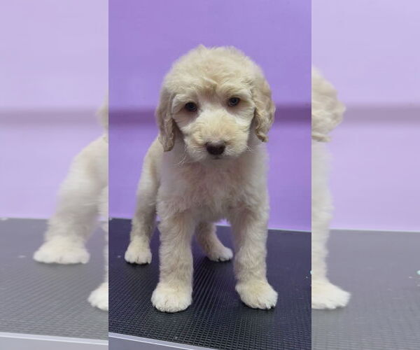 Medium Photo #4 Golden Retriever Puppy For Sale in Croydon, NH, USA