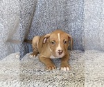 Puppy Peter Parker American Bully