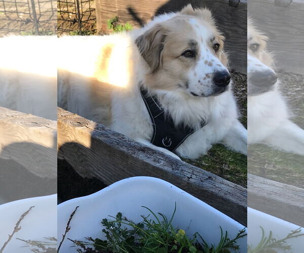 Medium Photo #4 Great Pyrenees Puppy For Sale in Spring, TX, USA