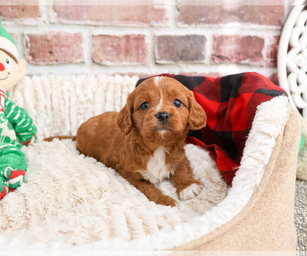 Medium Photo #10 Cavapoo (Miniature) Puppy For Sale in SYRACUSE, IN, USA