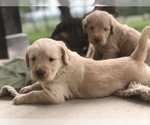 Small Photo #10 Labradoodle Puppy For Sale in FLORENCE, TX, USA