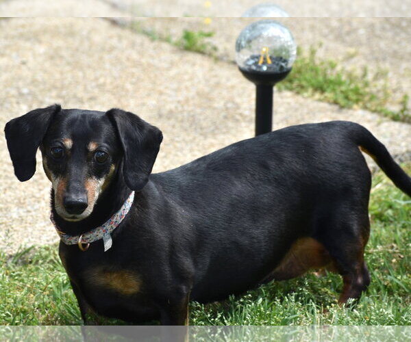Medium Photo #5 Dachshund Puppy For Sale in Shelbyville, TN, USA