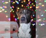 Small #21 American Pit Bull Terrier Mix