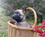 Small #8 Belgian Malinois