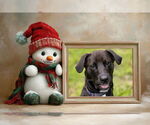 Small #8 Labrador Retriever Mix