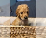 Small Photo #5 Goldendoodle Puppy For Sale in ALDER, WA, USA