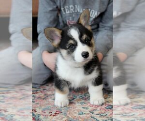 Pembroke Welsh Corgi Puppy for sale in FAIR GROVE, MO, USA