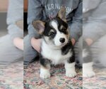 Small Pembroke Welsh Corgi
