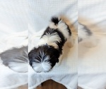Small Photo #9 Shih Tzu Puppy For Sale in ATWATER, CA, USA
