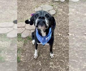 Boxer-Unknown Mix Dogs for adoption in Tulsa, OK, USA