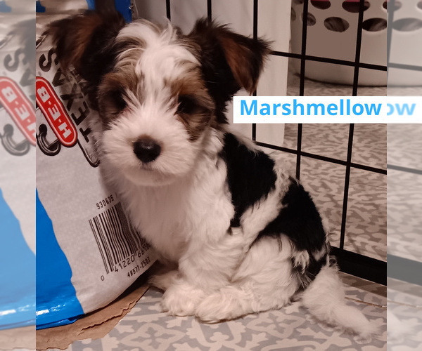 Medium Photo #3 Biewer Yorkie Puppy For Sale in GRANBURY, TX, USA