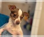 Small Photo #2 Chihuahua-Unknown Mix Puppy For Sale in Forest, VA, USA