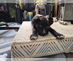 Small #11 Labrador Retriever Mix