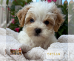 Small #4 Cavapoo