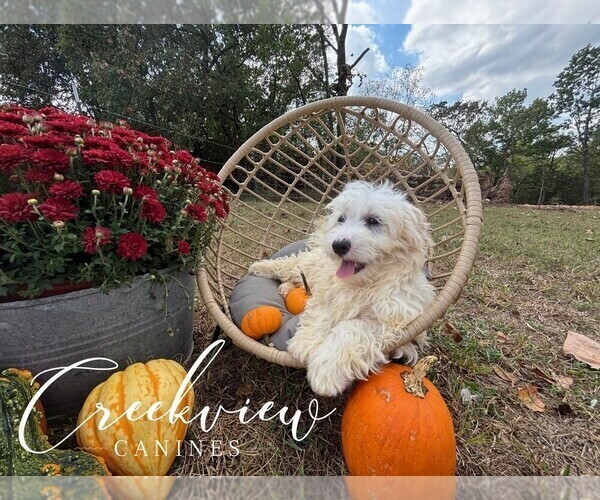 Medium Photo #7 Havachon Puppy For Sale in NIANGUA, MO, USA