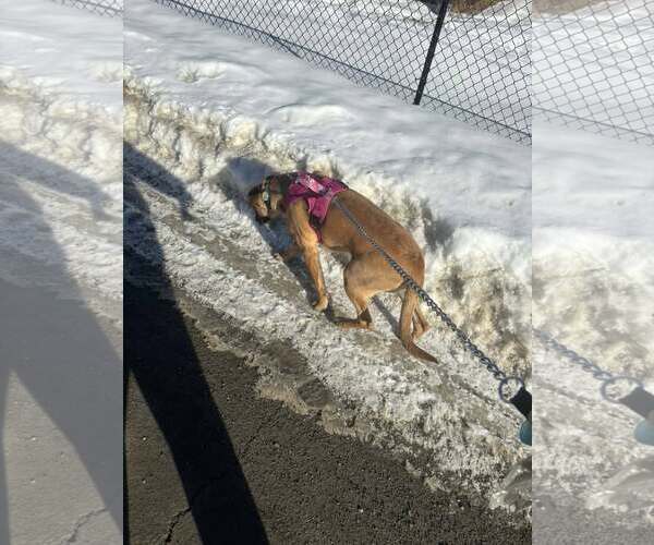 Medium Photo #29 German Shepherd Dog-Unknown Mix Puppy For Sale in Sebec, ME, USA