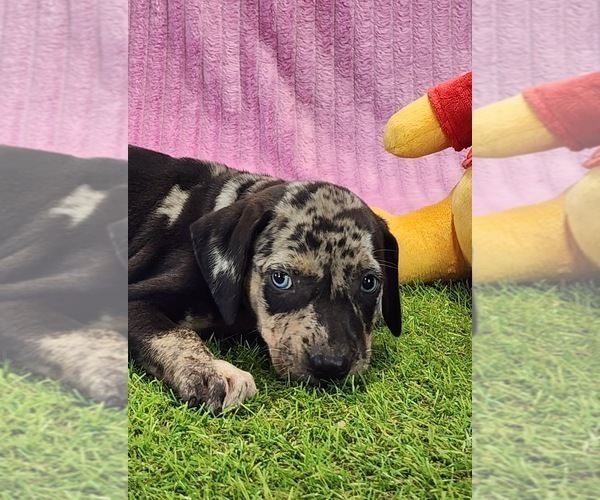 Medium Photo #5 Catahoula Leopard Dog Puppy For Sale in CUMBY, TX, USA