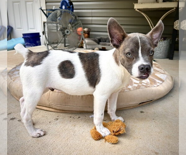 Medium Photo #3 Mutt Puppy For Sale in Mooresville, NC, USA