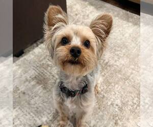 Mutt Dogs for adoption in Newfield, NJ, USA