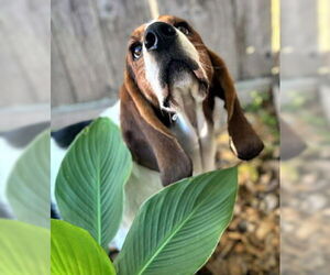 Basset Hound Dogs for adoption in Deepwater, NJ, USA