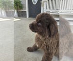 Small Photo #27 Newfoundland Puppy For Sale in TILTON, IL, USA