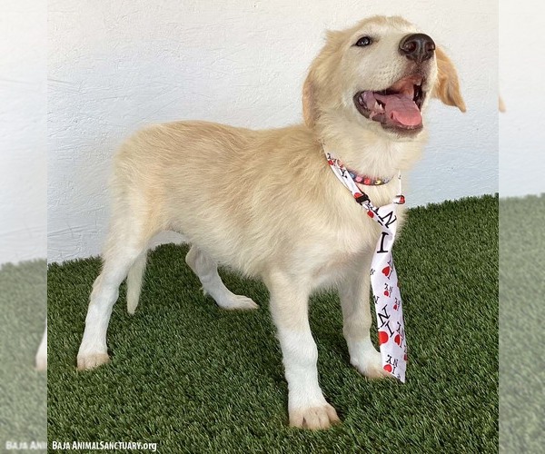 Medium Photo #2 Golden Retriever-Unknown Mix Puppy For Sale in San Diego, CA, USA