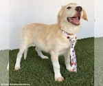 Small #1 Golden Retriever Mix