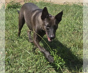 Casey Jones - Male Mutt Dog for Adoption - Photo #5