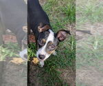 Small #2 Feist Terrier Mix