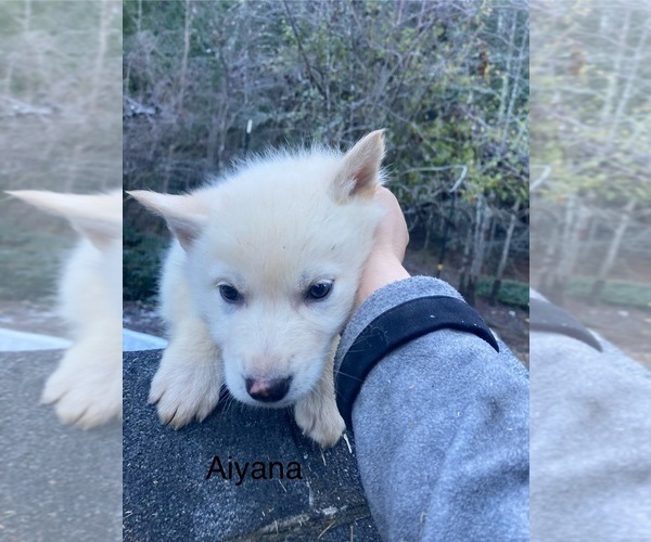 Medium Photo #2 Gerberian Shepsky Puppy For Sale in MAD RIVER, CA, USA