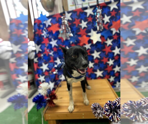 Medium Photo #7 Labrador Retriever-Unknown Mix Puppy For Sale in Bryant, AR, USA