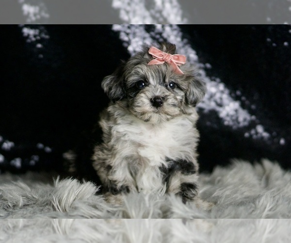 Medium Photo #99 Maltipoo Puppy For Sale in WARSAW, IN, USA