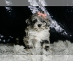 Small Photo #99 Maltipoo Puppy For Sale in WARSAW, IN, USA