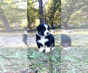 Miniature Australian Shepherd Puppy for sale in E LAURINBURG, NC, USA
