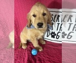 Small #3 Golden Retriever