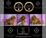 Small #6 Poodle (Miniature)