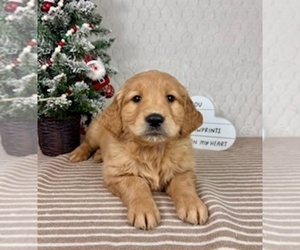 Golden Retriever Puppy for sale in GREENFIELD, IN, USA