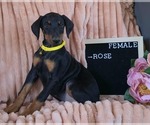 Image preview for Ad Listing. Nickname: Rose