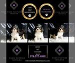 Small #1 Cavalier King Charles Spaniel