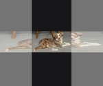 Small Photo #1 Miniature Australian Shepherd Puppy For Sale in WADESBORO, NC, USA