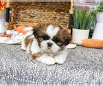Dorothy - Female Shih Tzu Puppy for Sale - Photo #3