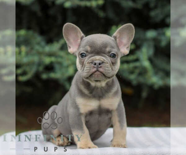 Medium Photo #3 French Bulldog Puppy For Sale in EAST EARL, PA, USA