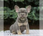 Small #2 French Bulldog