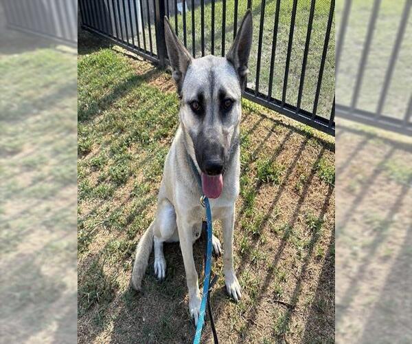 Medium Photo #1 German Shepherd Dog Puppy For Sale in Riverside, CA, USA