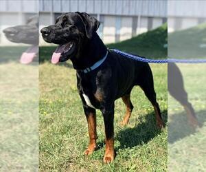 CONAN - Male Doberman Pinscher-Mastiff Mix Dog for Adoption - Photo #3