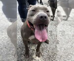 Small #8 American Pit Bull Terrier