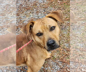 Black Mouth Cur-Unknown Mix Dogs for adoption in Hilton Head, SC, USA