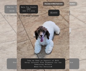 Poodle (Toy) Puppy for sale in TUCSON, AZ, USA