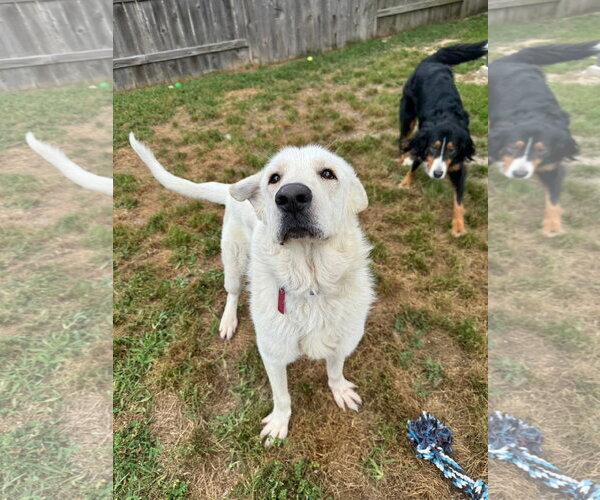 Medium Photo #5 Great Pyrenees Puppy For Sale in Spring, TX, USA