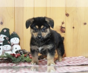 German Shepherd Dog-Welsh Cardigan Corgi Mix Puppy for sale in APPLE CREEK, OH, USA